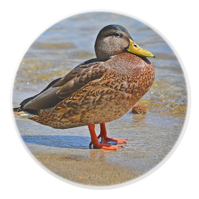 Bouton en céramique de canard (Devant)