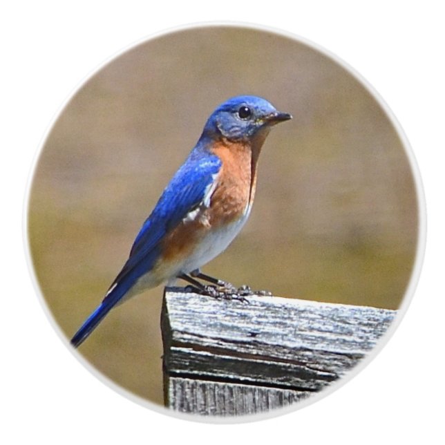 Bouton en céramique d'oiseau bleu (Devant)