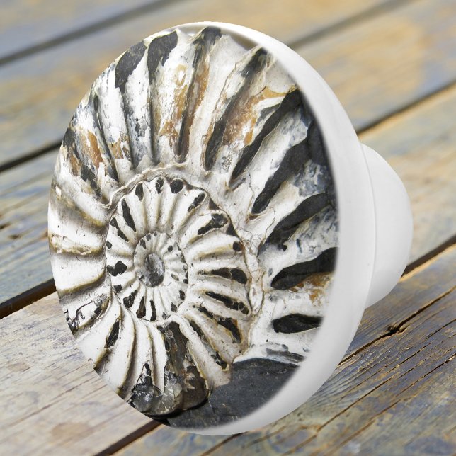 Bouton en céramique pivotant de fentes nasales mar (A beautiful petrified nautilus fossil ceramic door knob in neutral colors - beach house decoration)