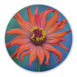 Bouton en céramique Zinnia
