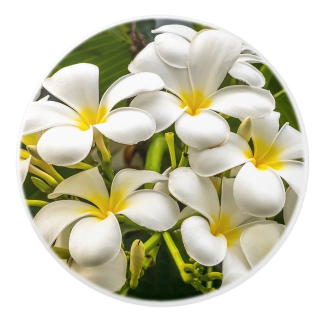 Bouton exotique de Plumeria d'île (Devant)