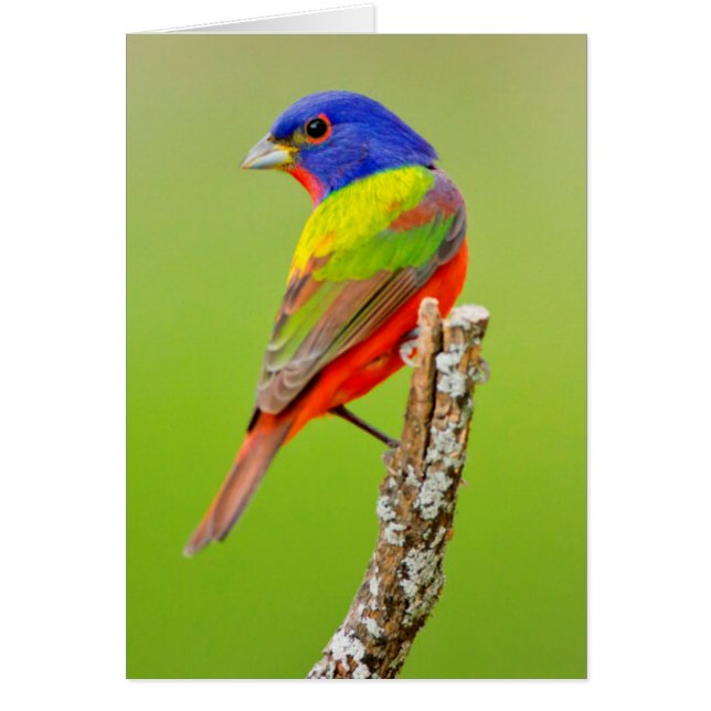Bouton peint (Passerina ciris) Homme Perché (Devant)