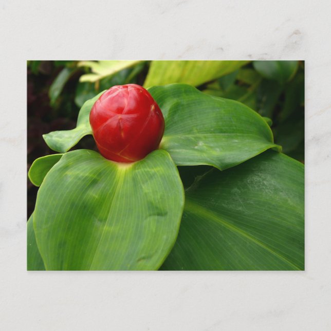 Bouton Rouge - Martinique, FWI Postkarte (Vorderseite)