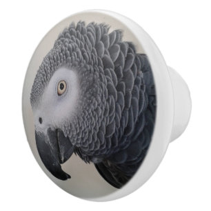 Boutons de raboteuse de perroquet de gris africain