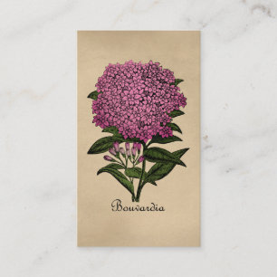 Bouvardia Vintage Botanik Visitenkarte