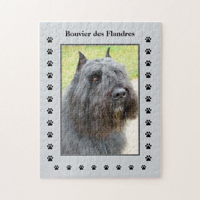 Bouvier des Flandres Foto (Vertikal)