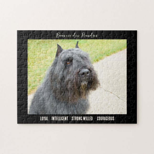 Bouvier des Flandres Foto Dog Breed (Horizontal)