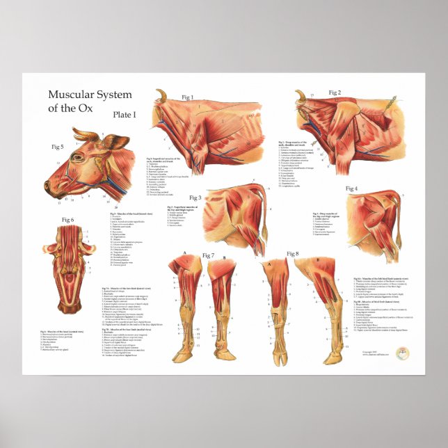 Bovine Cow Muscle Anatomie Poster (Vorne)