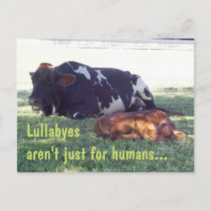Bovine Lullaby Postkarte