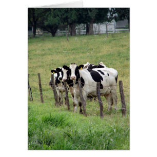 Bovins laitiers Toute occasion Carte de voeux blan