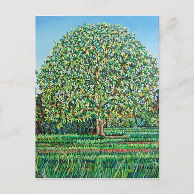 Bow Tree Spring Postkarte (Vorderseite)