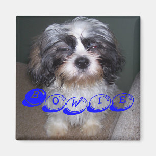 Bowie der flockige Hündchen-Magnet Shih Tzu Magnet