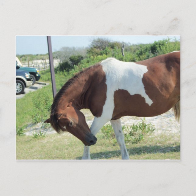 Bowing Horse Postkarte (Vorderseite)