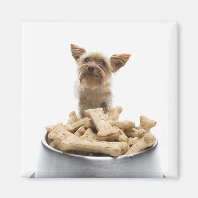 Bowl of dog Leckereien von Yorkshire Terrier Magnet (Vorne)