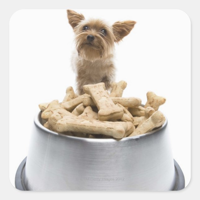 Bowl of dog Leckereien von Yorkshire Terrier Quadratischer Aufkleber (Vorderseite)