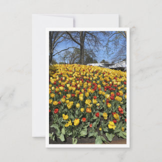 Bowral Tulip Festival - Sydney New York Australien