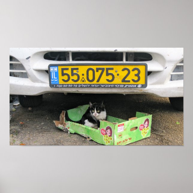 Box Cat 1 Poster (Vorne)