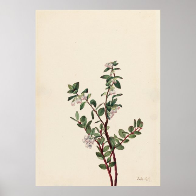 Box Huckleberry (Gaylussacia brachycera) Poster (Vorne)