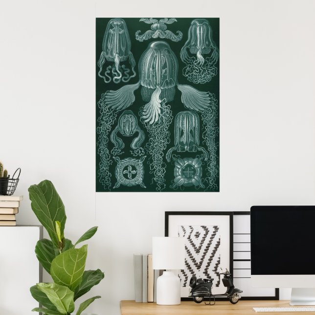 Box jellyfish (Cubomedusae) - Ernst Haeckel Poster (Heimbüro)