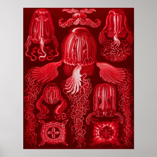 Box Jellyfish Poster (Vorne)