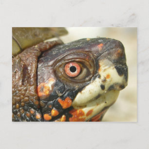 Box Schildkröte Postkarte. Postkarte