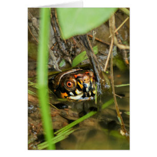 Box Turtle and Tadpoles