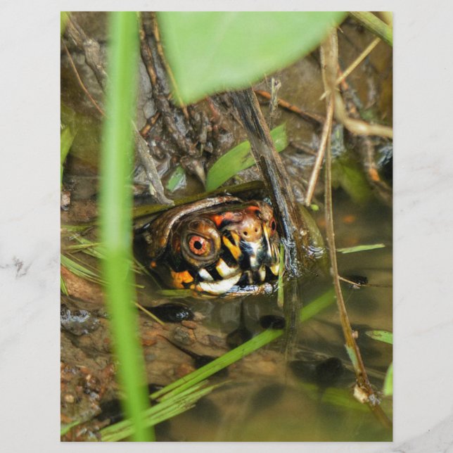Box Turtle and Tadpoles (Vorderseite)