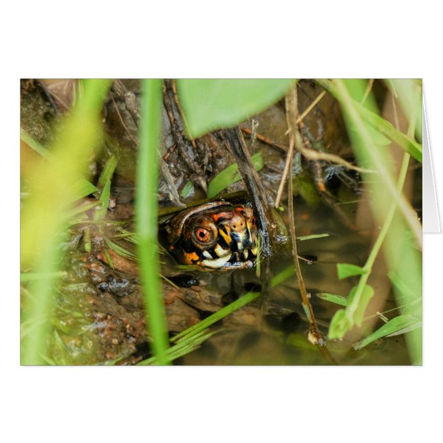 Box Turtle and Tadpoles (Vorderseite (Horizontal))