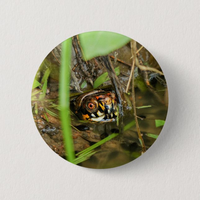 Box Turtle and Tadpoles Button (Vorderseite)