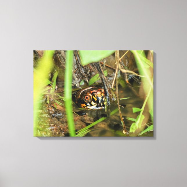 Box Turtle and Tadpoles Leinwanddruck (Vorderseite)