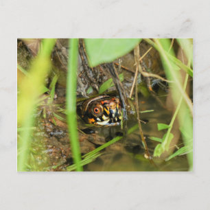Box Turtle and Tadpoles Postkarte