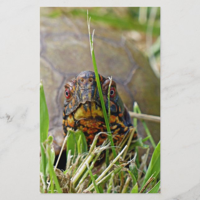 Box Turtle Briefpapier (Vorderseite)