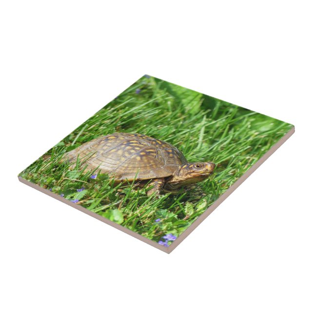 Box Turtle Fliese (Seite)