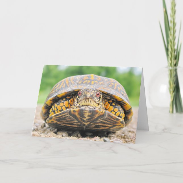 Box Turtle Greycard Karte (Vorderseite)