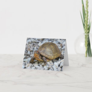 Box Turtle Karte