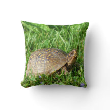 Box Turtle