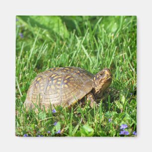 Box Turtle Magnet