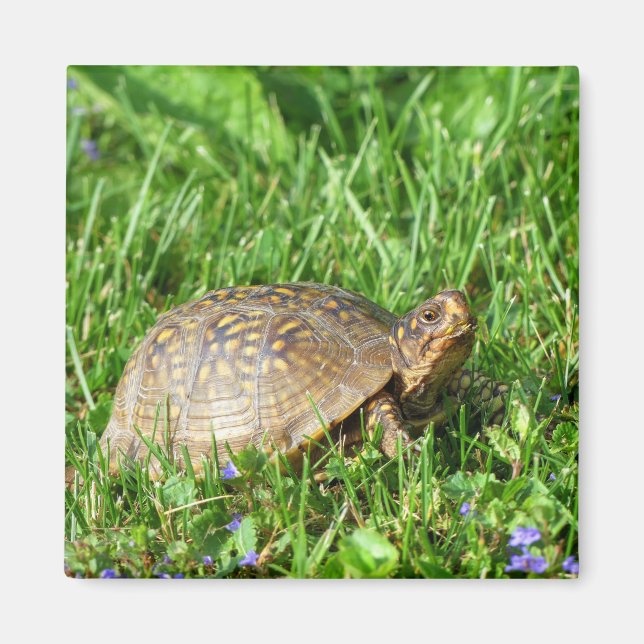 Box Turtle Magnet (Vorne)