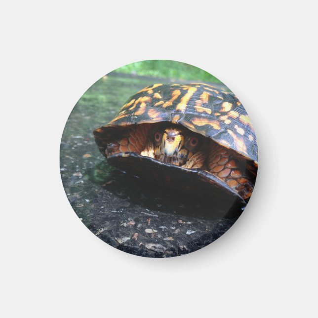 Box Turtle Magnet (Vorne)