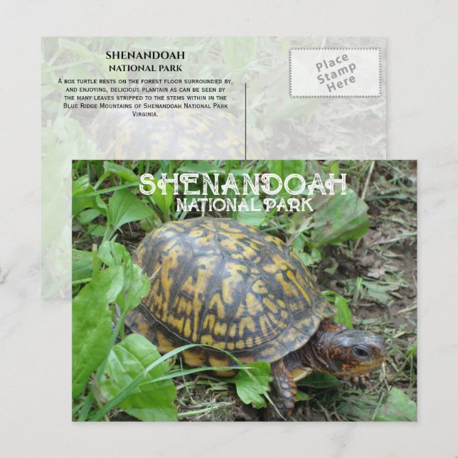 Box Turtle Munching Plantain, Shenandoah NP Postkarte (Vorne/Hinten)