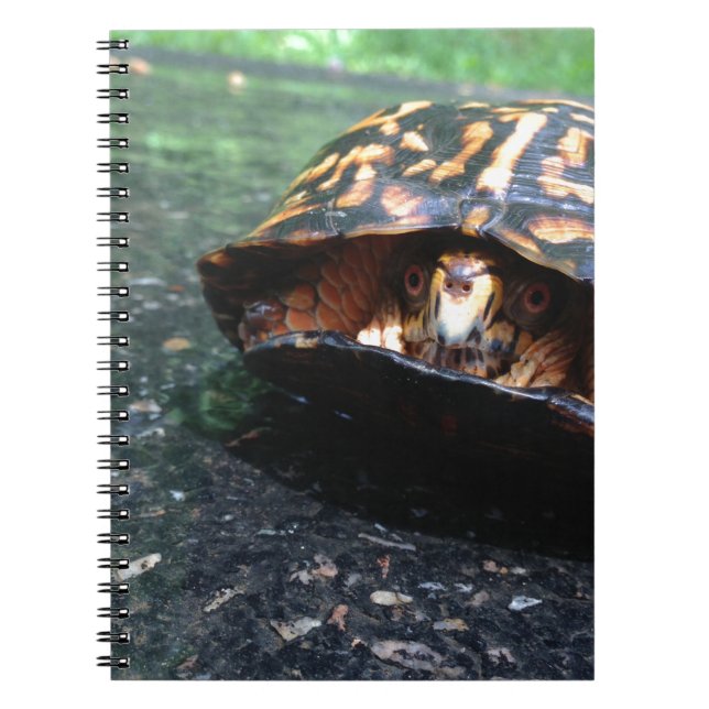 Box Turtle Notizblock (Vorderseite)