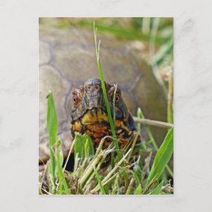 Box Turtle Postkarte