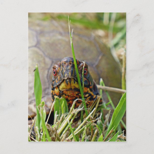 Box Turtle Postkarte (Vorderseite)