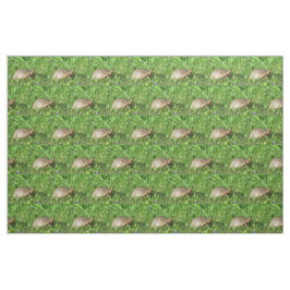 Box Turtle Stoff