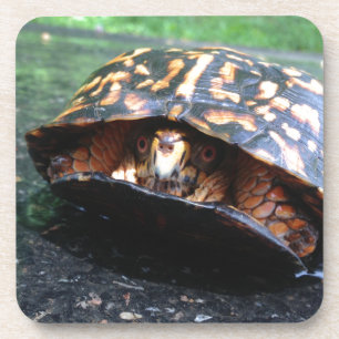 Box Turtle Untersetzer
