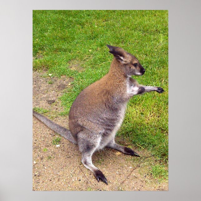 Boxe Kangaroo, Poster (Devant)