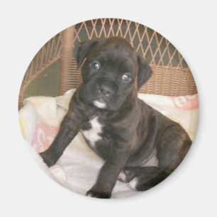 Boxer-Baby! Magnet