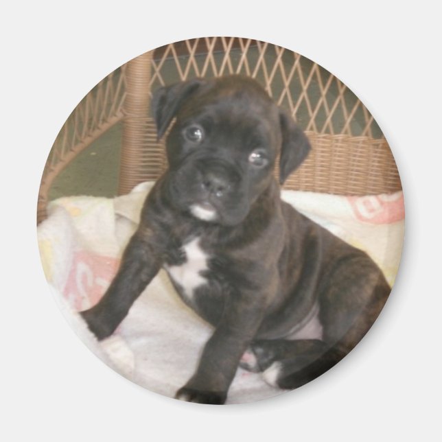 Boxer Baby! Magnet (Vorne)