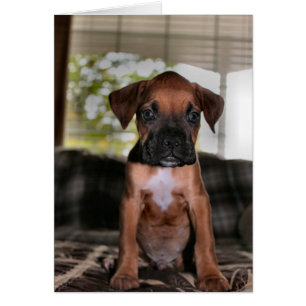 Boxer bébé