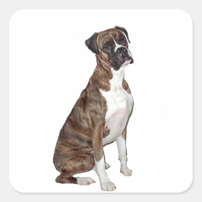 Boxer - Blinde (natürliche Ohren) Quadratischer Aufkleber (Vorderseite)